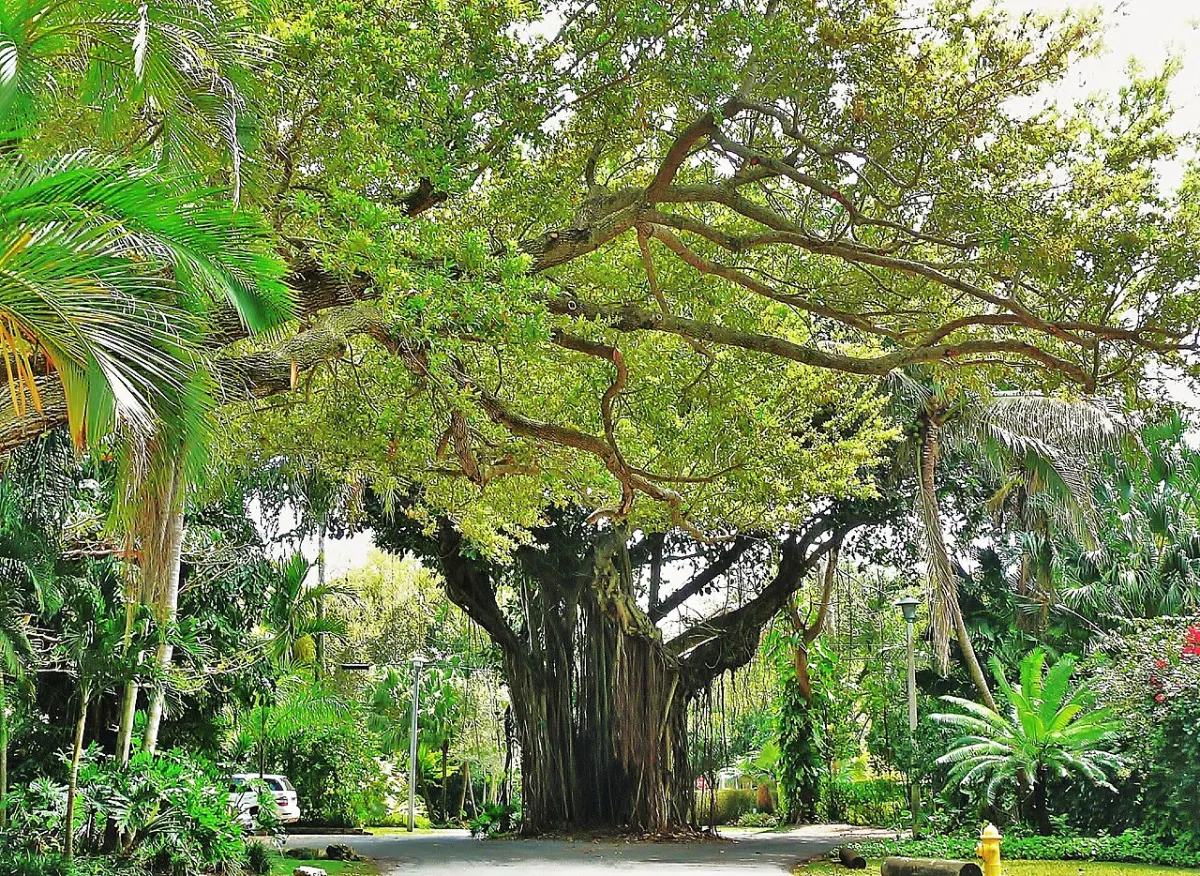 A large banyan tree spreading over a residential street in Coconut Grove