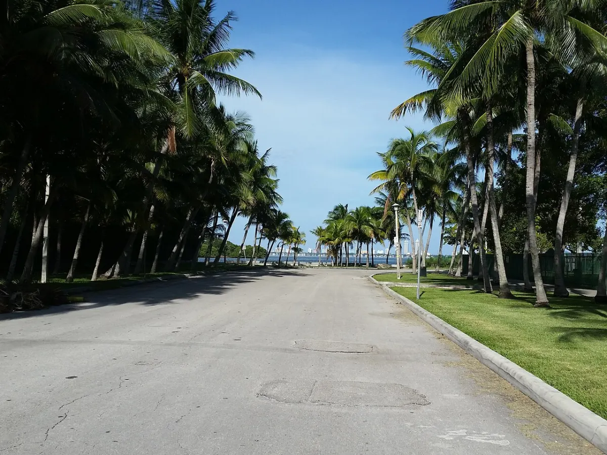 A palm-lined road in Morningside running toward Biscayne Bay